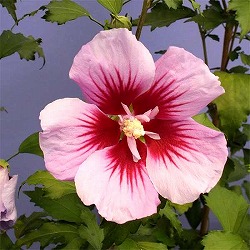 [26年2月中下旬予約]ムクゲ（槿）：パープルピラー5号ポット