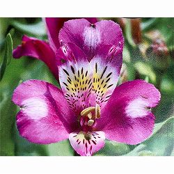 アルストロメリア：ルーミナス3.5号ポット