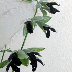 サルビア：ディスコロール3.5号 3株セット