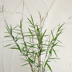 黒軸カリヤス2.5号ポット 2株セット