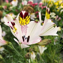 アルストロメリア：マグニフィカHYB シルキーピンク1球