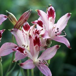 アルストロメリア：ディルタ1球