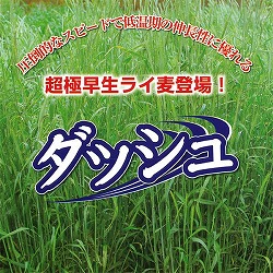 牧草種子：ライ麦 ダッシュ 1kg[タネ 秋まき 超極早生・低温期の伸長に優れる！]