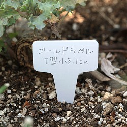 ゴールドラベル T型小3.1cm  100枚入り（白） 2袋セット