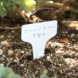 ゴールドラベル T型中4.3cm  100枚入り（白） 2袋セット