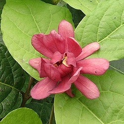 クロバナロウバイ：アフロディーテ5号ポット