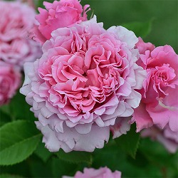 デルバールローズ：ビアンヴニュ6号角鉢植え**