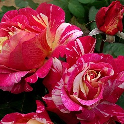 （開花予定株）デルバールローズ：モーリス・ユトリロ6号角鉢植え**