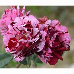 ドリュ：ニュー・イマジン6号角鉢植え