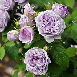 ロサ・オリエンティス：ル・シエル・ブルー開花見込み株6号角鉢植え