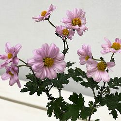 キク：中国女王山菊3号ポット