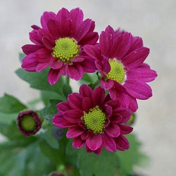 キク（小菊）：みわ3号ポット 2株セット