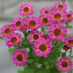 キク（小菊）：ももえ3号ポット 2株セット