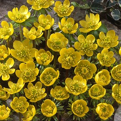 セツブンソウ：黄花せつぶん草　5球入り 2袋セット