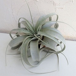 チランジア：キセログラフィカ　Lサイズ（直径25～28cm）