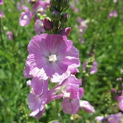 シダルセア：パーティーガール3号ポット