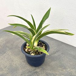 オモト（万年青）：一文字（いちもんじ）4号鉢植え