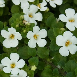 バコパ:スコーピア・スノーホワイト3号ポット 2株セット