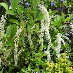 コバノズイナ：ヘンリーズガーネット 6号ポット