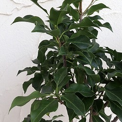 ソヨゴ オス木（雄木）6号ポット