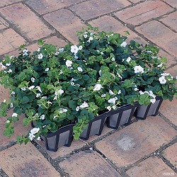 バコパ：スコーピア・スノーホワイト3号ポット 12株セット