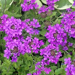 宿根バーベナ：ホムステッドパープル3.5号 2株セット