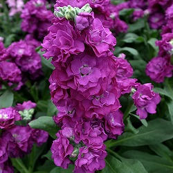 ストック：ベイビー　パープル3.5ポット 4株セット