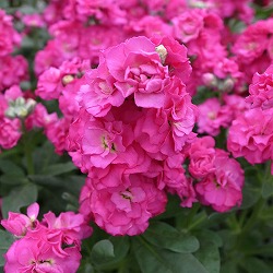 ストック：ベイビー　ローズ3～3.5ポット 4株セット