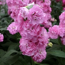 ストック：ベイビー　ピンク3.5号ポット 4株セット