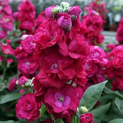 ストック：ベイビー　レッド3～3.5号ポット 4株セット