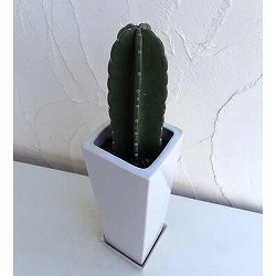 柱サボテン：4号陶器鉢植え