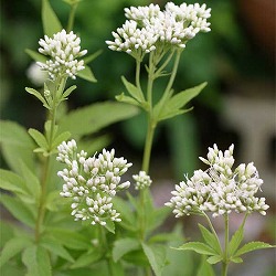 フジバカマ：白花フジバカマ3号 2株セット