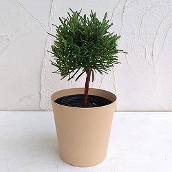 ローズマリー：スタンド仕立て3.5号ポット