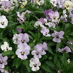 ビオラ:ももか みやびももか3~3.5号ポット