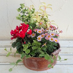 ブラウンバスケットとColorsプランターセット 園芸ネット本店｜季節の寄せかごセットC：ブラウンバスケット入り