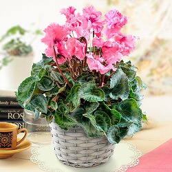シクラメン：あげは・サーモンピンク5号鉢植えカゴ入り