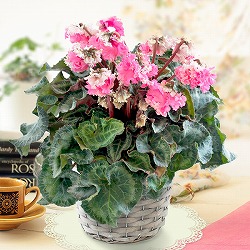シクラメン：あげはスイートベールピンク5号鉢植えカゴ入り