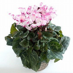 シクラメン：ビクトリア ピンク5号鉢植えカゴ入り