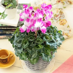 シクラメン：プルマージュウェーブパープル5号鉢植えカゴ入り