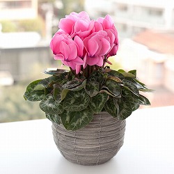 シクラメン：イッセイシューベルト5号鉢植えカゴ入り