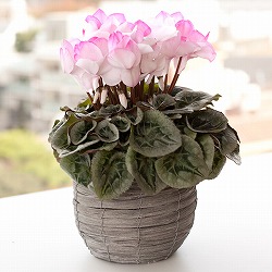 シクラメン：イッセイピアス5号鉢植えカゴ入り