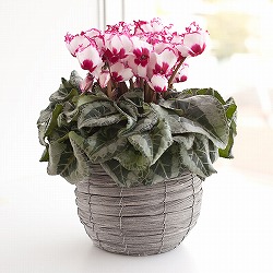 シクラメン：イッセイビクトリア5号鉢植えカゴ入り