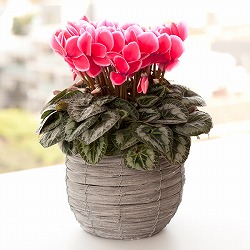 シクラメン：イッセイリップオレンジ5号鉢植えカゴ入り