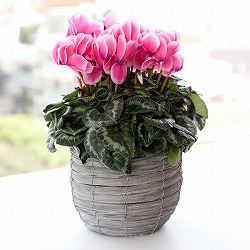 シクラメン：イッセイリップピンク5号鉢植えカゴ入り