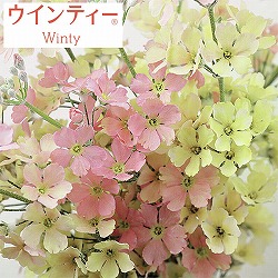 サクラソウ：ウインティーピーチ3.5号ポット 2株セット