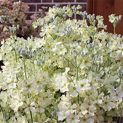 サクラソウ：ウインティーライムグリーン3.5号ポット2株セット