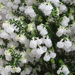 スズランエリカ・ツリー仕立て4号鉢植え