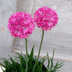 アルメリア：わい性ローズ3号ポット