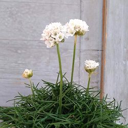 アルメリア：わい性ホワイト3号ポット