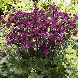 アストランティア：ベニス11cm角ポット